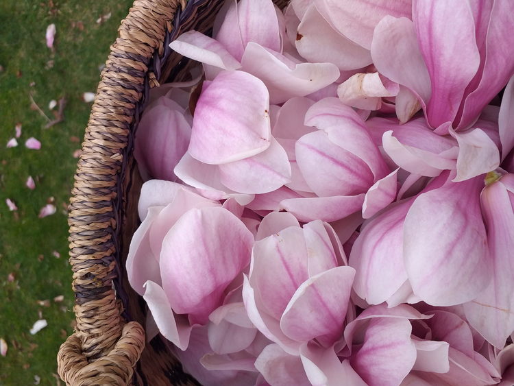 Lente