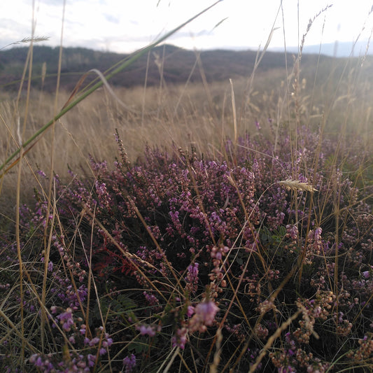 Twee Duinen Smoke Wands